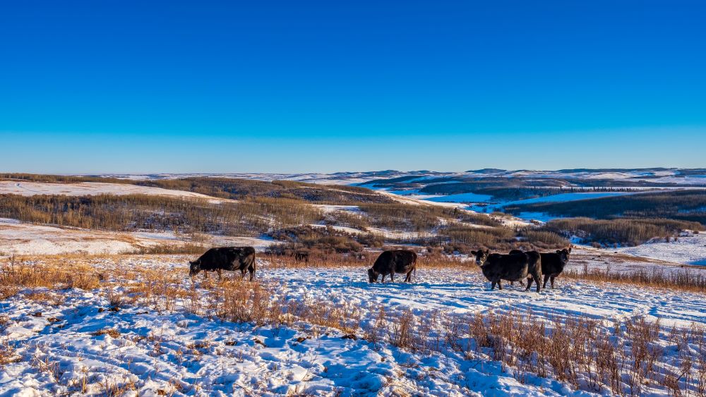 10 Fun Facts About Calgary